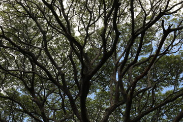 Bottom view of the top of a tree where many branches and leaves