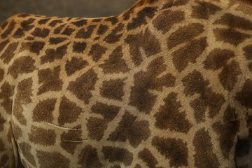 Close up of the coloring of a giraffe