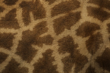 Close up of the coloring of a giraffe