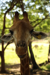 Close up portrait of a giraffe looking into the camera