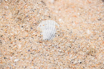 shell on the beach