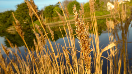 Sun rays through Corn