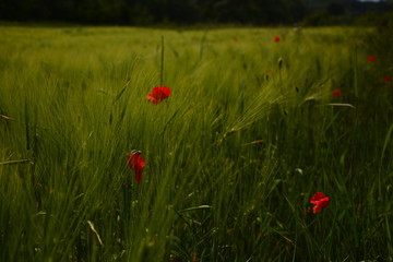 field of red poppies