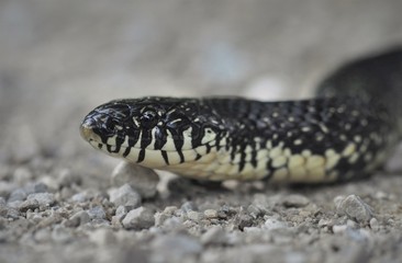 Eastern black king snake