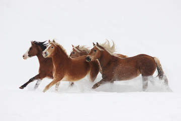in the snow galloping horses and Argentine breed horses, halflingers