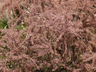 Tamarix gallica. Tamaris commun ou tamarix de France aux branches couvertes de fleurs en grappes de couleur rose