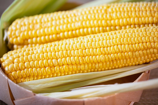 The cob of ripe cut corn sugar lies in a wicker basket. Yellow corn kernels.