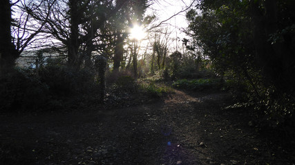 Obraz premium Sun through the trees