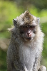 Close up monkey sits on a metal pipe near trees. Blurred background