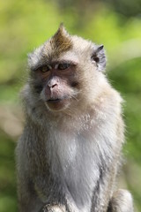 Close up monkey sits on a metal pipe near trees. Blurred background