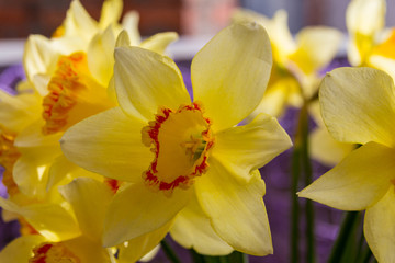 Fototapeta na wymiar Blooming yellow daffodils (Narcissus)