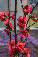 Blooming pink prunus flowers