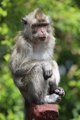 Naklejka na ściany i meble Monkey sits on a wooden stick near trees. Blurred background