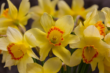 Fototapeta na wymiar Blooming yellow daffodils (Narcissus)