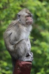 Naklejka na ściany i meble Monkey sits on a wooden stick near trees. Blurred background