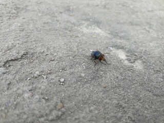 Common House Fly