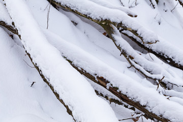 fresh snow on fallen trees