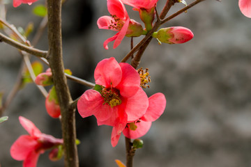 Fototapeta na wymiar Blooming pink prunus flowers