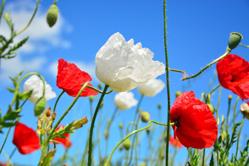 red poppies on background of blue sky