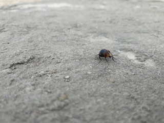 Common House Fly