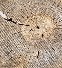 Texture tronco d'albero