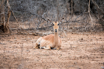 Female impala lying on the ground and watching.