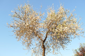 Naklejka premium The beautiful Almond in farmland