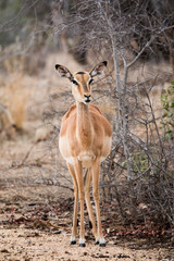 Female impala standing in the savannah.