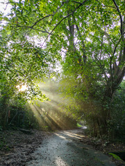 Sunlight shining through trees on small road