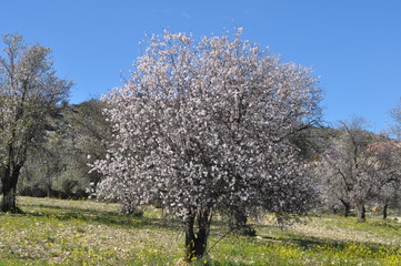 The beautiful Almond in farmland