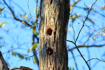 the work of the great spotted woodpecker