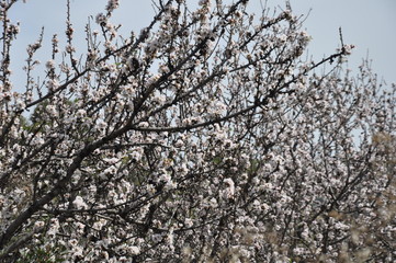The beautiful Almond in farmland