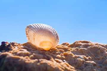 seashell of Cerastoderma lamarcki on a stone in backlight against light blue clear sky on a sunny summer morning