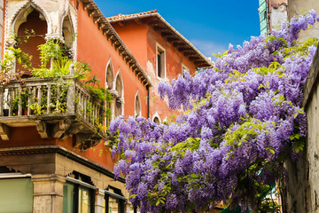 Venetian wistaria