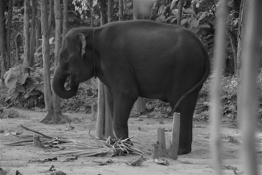 Elephant, black and white image