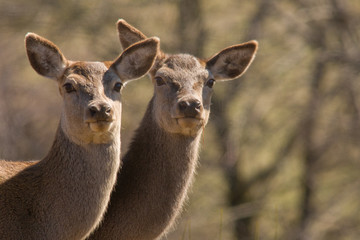 Obraz premium SONY DSC