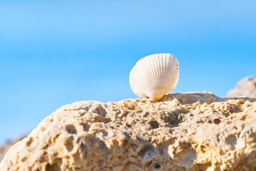 seashell of Cerastoderma lamarcki on a stone against light blue clear sky on a sunny summer morning