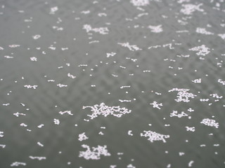 水面に浮かぶ桜の花びら
