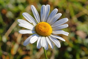 Fototapeta premium They are tall plants on average 30 cm, at most 100 cm
