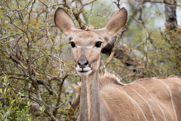 Front view of the head of a Nyala.