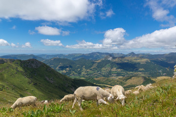 Troupeau de moutons dans les monts du Cantal en Auvergne, France