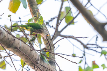 Lineated Barbet  perching on Bo tree perch