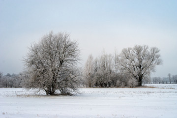 Fototapeta na wymiar Piękna zima na Podlasiu
