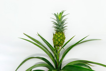 Small and young green growing pineapple on white background