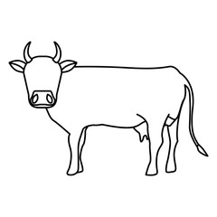 Indian brown cow