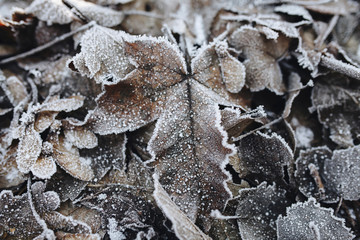 Frozen leaf on ground with ice on it