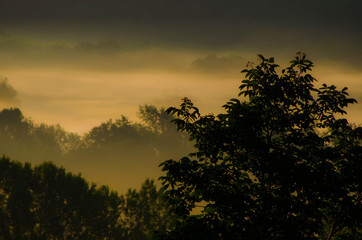 Misty morning