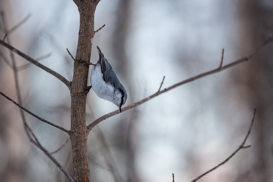 Cute Eurasian Nuthatch Sitta europaea bird in the winter forest, sitting on a branch at sunset