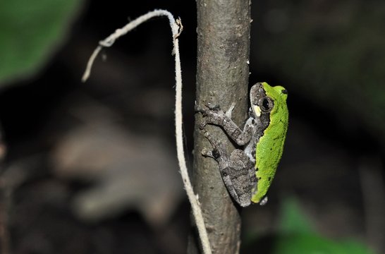 Bird-voiced treefrog