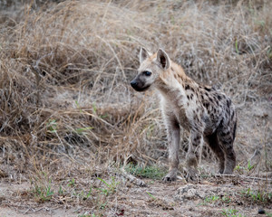 Young hyena hunting alone across the sannah.